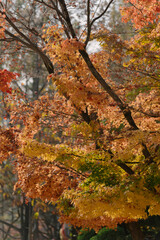 Obraz premium the breathtaking beauty of autumn in Korea, showcasing vibrant yellow and orange leaves, with sunlight filtering through, creating a serene and picturesque atmosphere.