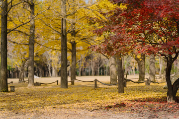  the serene park setting of Nami Island, Korea during autumn, with vibrant red and yellow leaves creating a tranquil atmosphere.