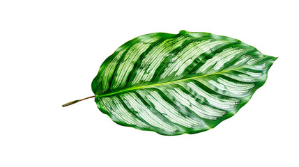 AI-Created Calathea Orbifolia Leaf: Striking Silver and Green Stripes