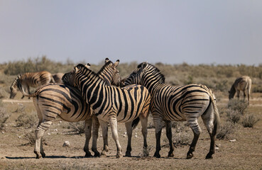 Hartmann’s mountain zebra in Etosha National Park in Namibia