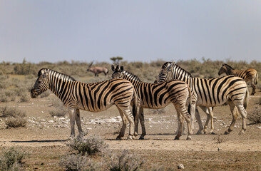 Hartmann’s mountain zebra in Etosha National Park in Namibia