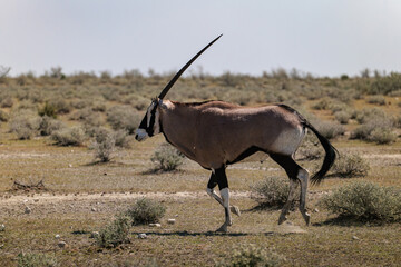 The gemsbok (Oryx gazella), or South African oryx, is a large antelope in the genus Oryx. It is endemic to the dry and barren regions of Botswana, Namibia