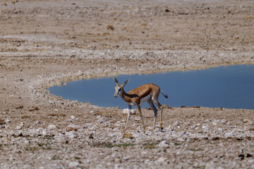 The springbok or springbuck (Antidorcas marsupialis) is an antelope found mainly in south and southwest Africa