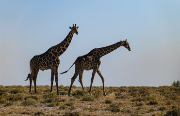 The Angolan giraffe (Giraffa angolensis or Giraffa camelopardalis angolensis or Giraffa giraffa angolensis), also known as the Namibian giraffe or smokey giraffe, Etosha National Park