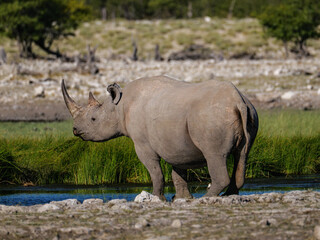 Obraz premium The southern white rhinoceros or southern white rhino (Ceratotherium simum simum) Etosha National Park Namibia