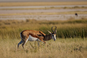 The springbok or springbuck (Antidorcas marsupialis) is an antelope found mainly in south and southwest Africa