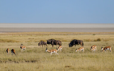 Wildlife in Etosha National Park In Namibia, giraffes, springboks, wildebeests, zebras
