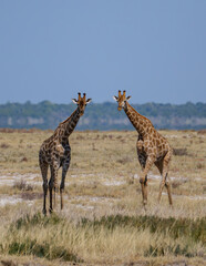 The Angolan giraffe (Giraffa angolensis or Giraffa camelopardalis angolensis or Giraffa giraffa angolensis), also known as the Namibian giraffe or smokey giraffe, Etosha National Park