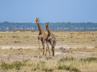 The Angolan giraffe (Giraffa angolensis or Giraffa camelopardalis angolensis or Giraffa giraffa angolensis), also known as the Namibian giraffe or smokey giraffe, Etosha National Park