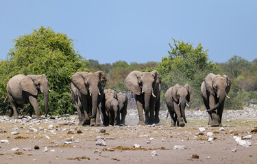 Obraz premium African elephants near a pond. Etosha Namibia