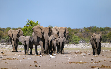 Obraz premium African elephants near a pond. Etosha Namibia