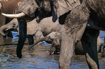 Fototapeta premium African elephants, Loxodonta. Etosha National Park in Namibia