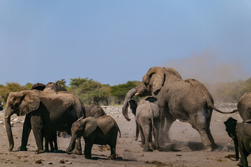 A family of African elephants near a pond. Etosha Namibia