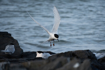 White-fronted tern (Sterna striata) flying over colony on rock stack in Bluff, New Zealand. Terns nest on rocks in large colonies.