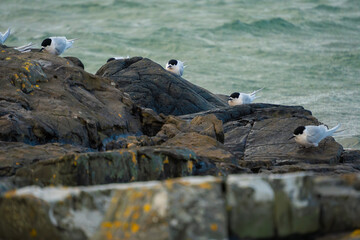 Obraz premium White-fronted tern (Sterna striata) colony in Bluff, New Zealand. Terns nest on rocks in large colonies.