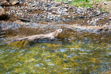 Otter swimming in flowing water
