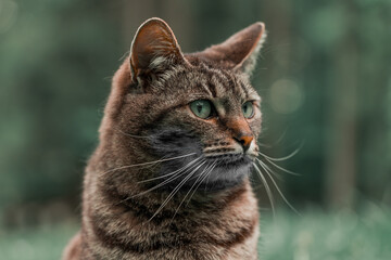 model cat dramatic low key animal head portrait posing outdoor with foreground focus and blurred outdoor background