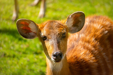 Herd of roe deer on a sunny meadow
