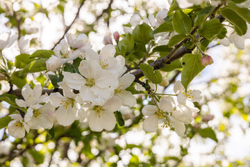Blossoming white clouds, Blooming white flower buds on a tree  against white natural background,