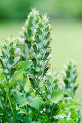 Nature background with spring flowers. Selective and soft focus. Close up.	