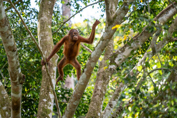 Bornean Orangutan - Pongo pygmaeus, beautiful large popular ape endemic to the island of Borneo, Malaysia.