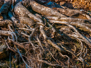 Roots stripped by the flow of an adjacent stream remain alive and useful since the water often...