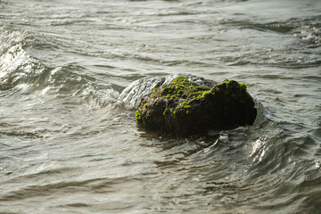 Moss-covered rock in ocean waves