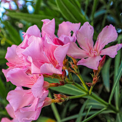 Bright pink oleander flowers closeup. Light and strong bokeh form bubbles in the natural background.