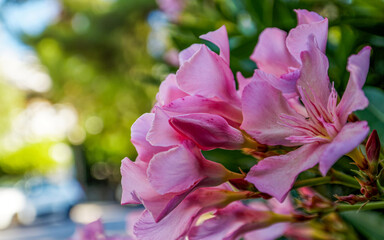 Bright pink oleander flowers closeup. Light and strong bokeh form bubbles in the natural background.