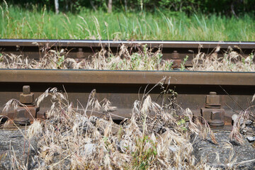 tory z bliska  © Marcin Łazarczyk