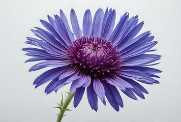 Obraz premium Stunning Purple Cornflower Flower
