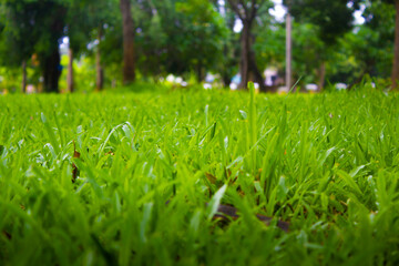 garden grass background