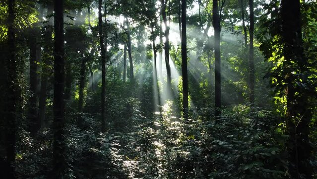 Walk through dense forests as the sun peeks through the trees in summer. The rays illuminate the green forest. Cifor, IPB University Bogor research forest, Indonesia.