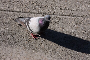 Obraz premium Pigeon on the Ground Casting a Long Shadow