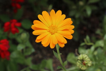 オレンジ色のキンセンカの花　横型