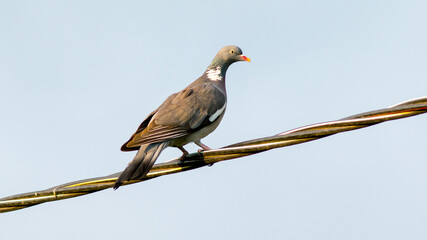 red winged blackbird