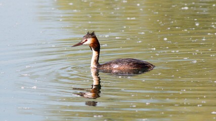 great crested grebe