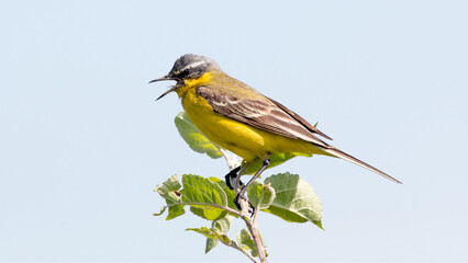 yellow backed shrike