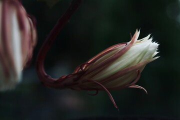 Bud of Queen of Night flower
