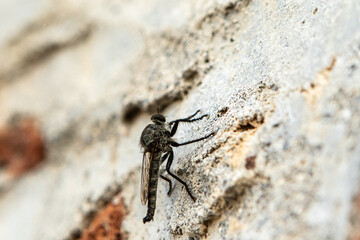 Large robber fly resting on a rough wall