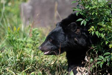 茂みを歩くツキノワグマの横顔