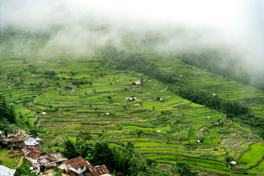 Terrace paddy fields, Khonoma Village, Nagaland, India. Known as Asia&rsquo;s first green village is best known for eco-tourism and its historical battles with British in past.