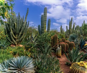 cactus and succulent plants of different types in the scenic Anima Garden in Marrakesh