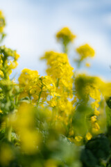 満開の菜の花