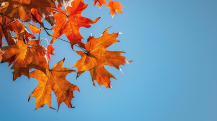 Leaves of Fall contrasting with the clear blue sky