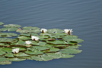 Nenufary piękne kwiaty kwitnące latem na powierzchni wody © KoLesfot