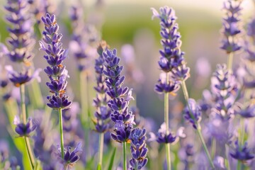 Obraz premium Close-up image of vibrant lavender flowers, highlighting their detailed structure and the beauty of their purple hues in a natural environment