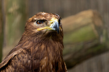 Steppe eagle, symbol of freedom, bird of prey