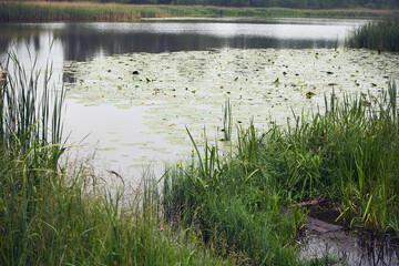 Grążel żółty, bączywie, Nuphar lutea, © Marcin Łazarczyk