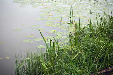 Grążel żółty, bączywie, Nuphar lutea